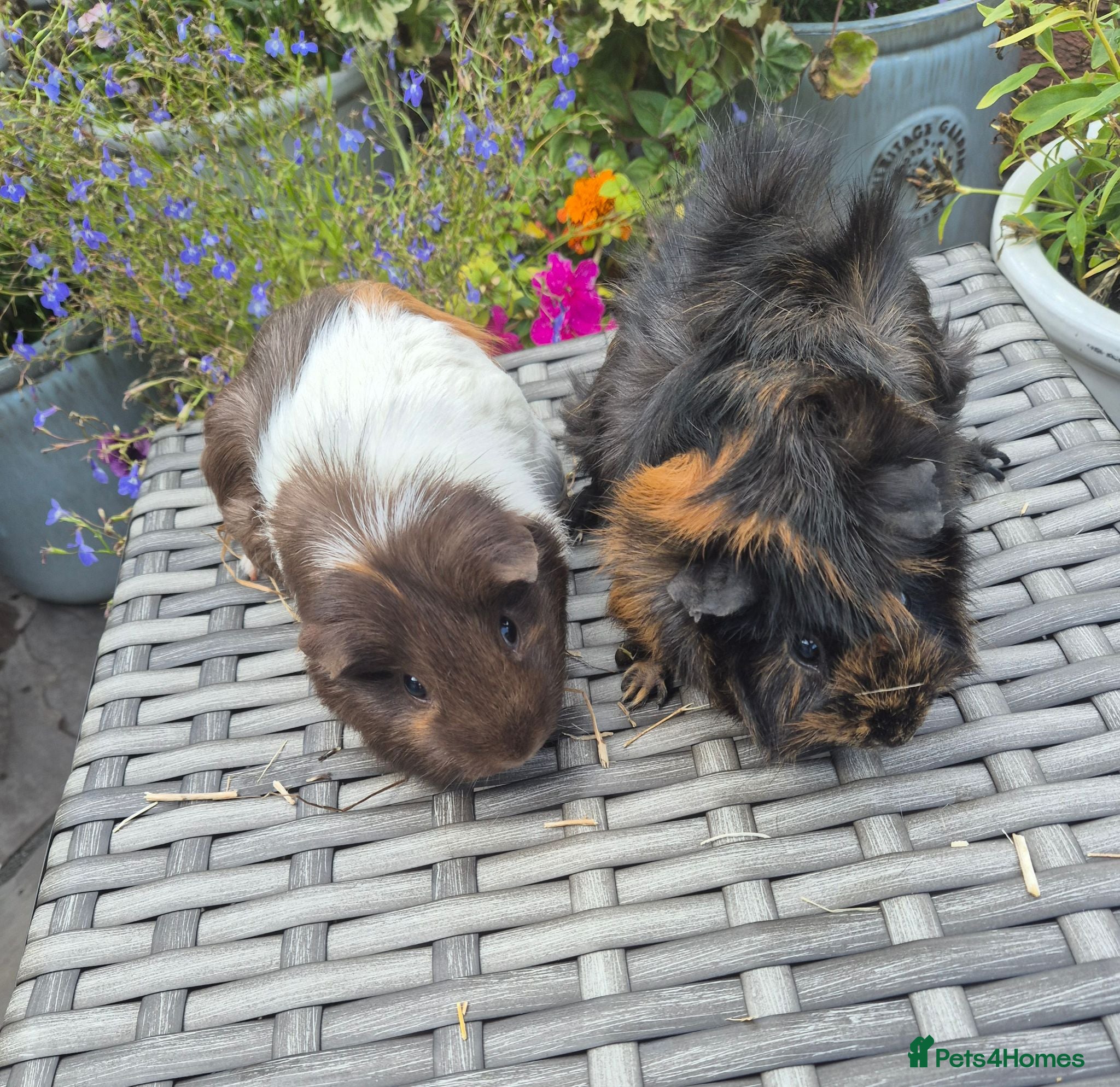 Guinea Pig rodents Beautiful Female Adult Guinea Pigs - Advert 2