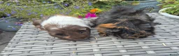 Guinea Pig rodents for sale: Beautiful Female Adult Guinea Pigs - Advert 1