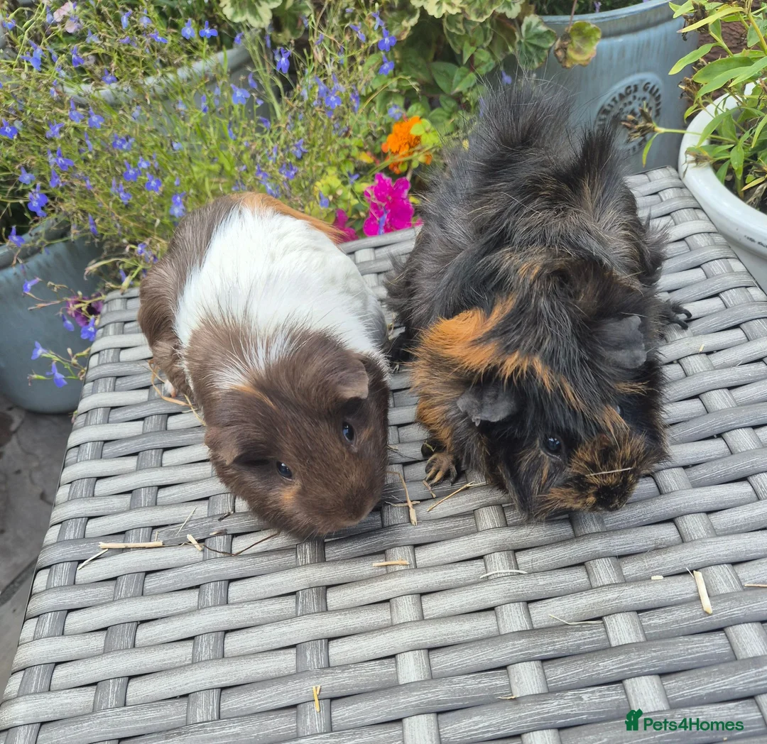 Guinea Pig rodents for sale: Beautiful Female Adult Guinea Pigs - Advert 1