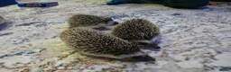 Pygmy Hedgehog rodents for sale: Females African pigmy hedgehogs  - Advert 8