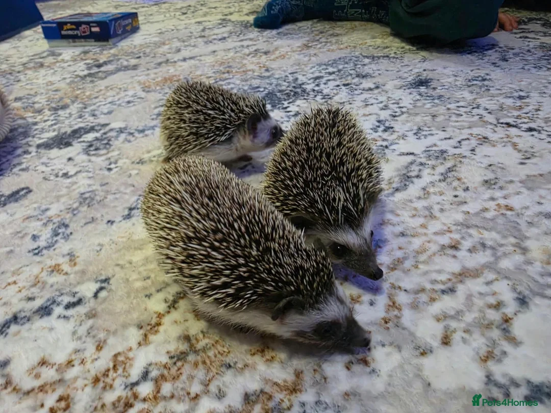 Pygmy Hedgehog rodents for sale: Females African pigmy hedgehogs  - Advert 8