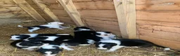 Border Collie dogs for sale: Beautiful Border Collie puppies  - Advert 4