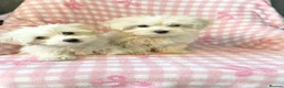 Mixed Breed dogs for sale: Cotonoodle pups ready now fully vaccinated  - Advert 8