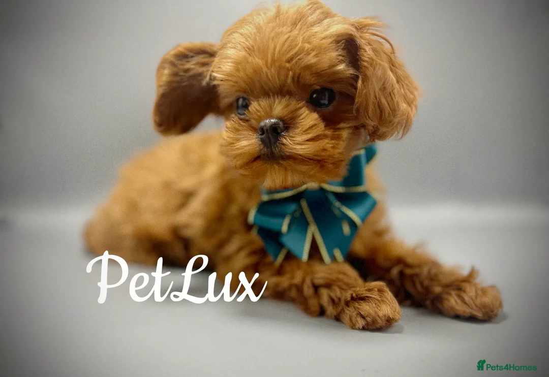 Miniature Poodle dogs for stud: TRUE to type TEDDYCUP poodle for STUD!  in Camberley - Advert 6