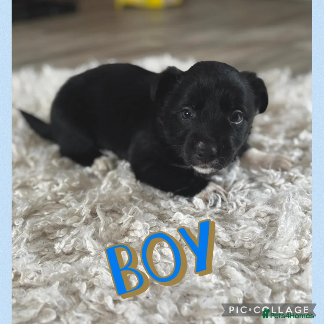 Mixed Breed dogs for sale: Collie cross scruffy jack last boy pup ready now  - Advert 4