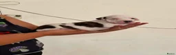 Staffordshire Bull Terrier dogs for sale: Adorable Puppies Staffordshire Bull Terrier - Advert 7