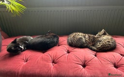 Mixed Breed cats for sale: Gorgeous, playful little kittens - Image 12