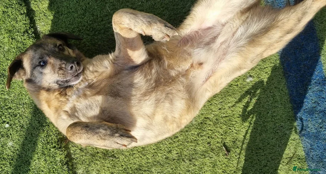 Mixed Breed dogs for adoption: Mischu - looking for a family in Ayr - Advert 6