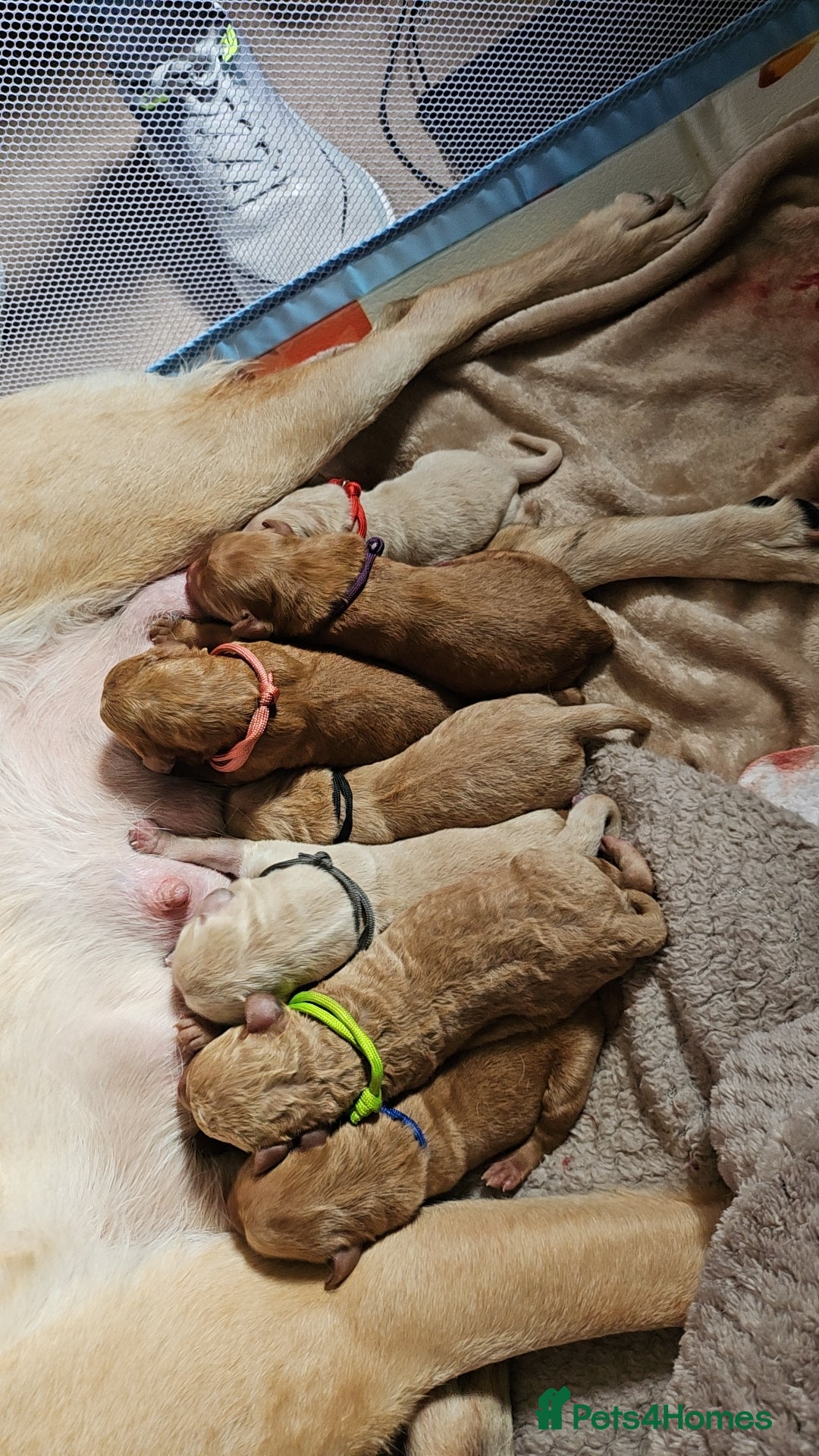 Labradoodle dogs for sale: Beautiful Labradoodle Puppies  - Image 12