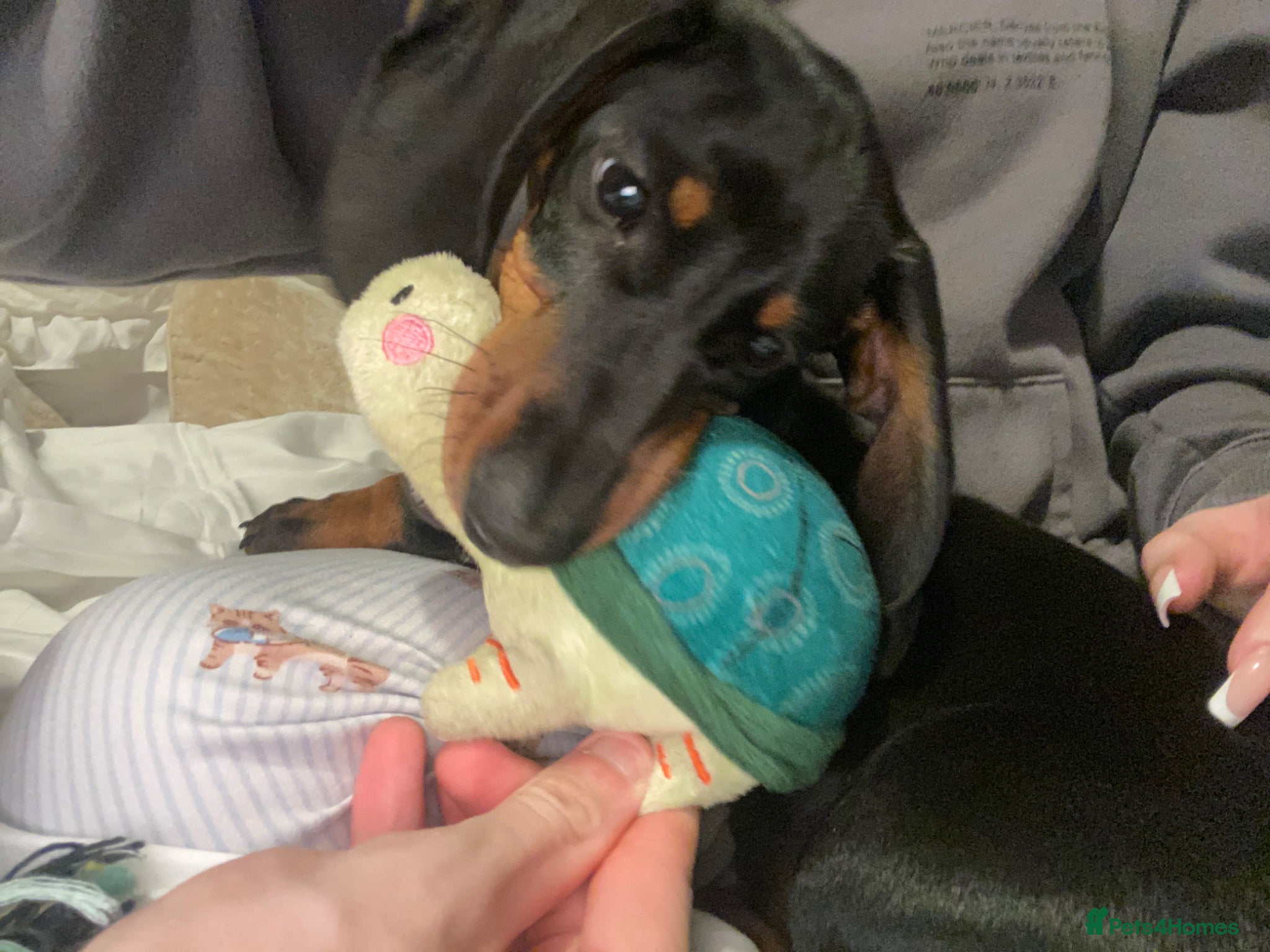 Dachshund dogs for sale: dachshund black and tan - Advert 5