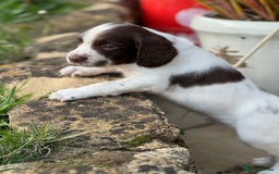 English Springer Spaniel dogs for sale: KC Registered Working Springer Spaniels  - Image 20