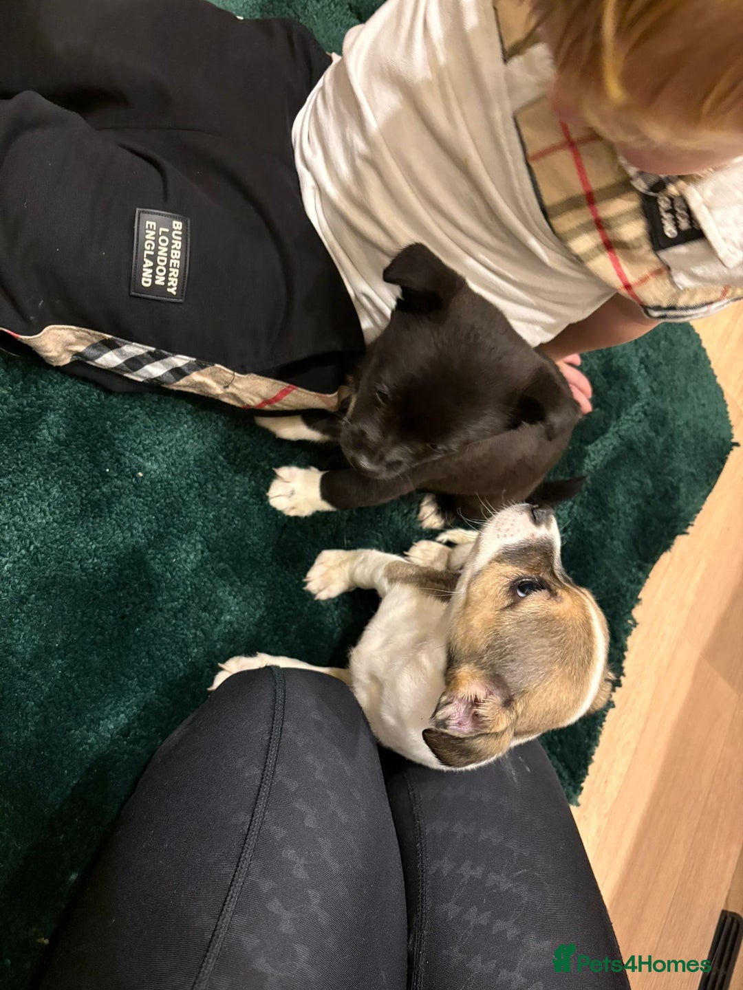 Chihuahua dogs for sale: Chihuahua  - Advert 6