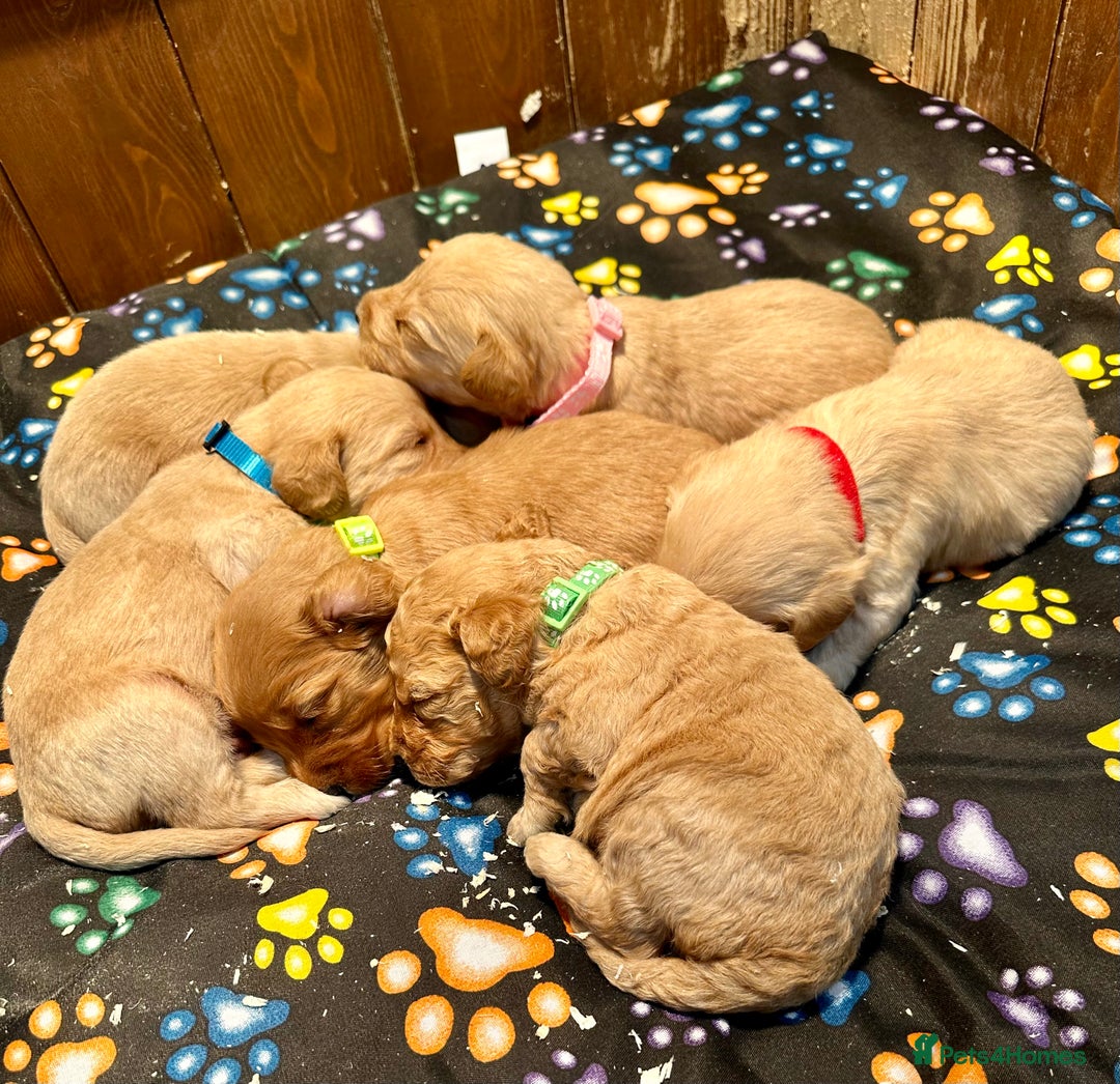 Labradoodle dogs for sale: Miniature Labradoodles from experienced breeder  - Advert 1