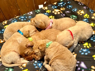 Labradoodle dogs Miniature Labradoodles from experienced breeder - Advert 4