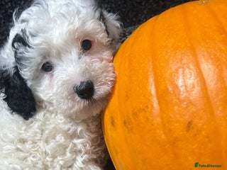 Cockapoo dogs - Advert 25