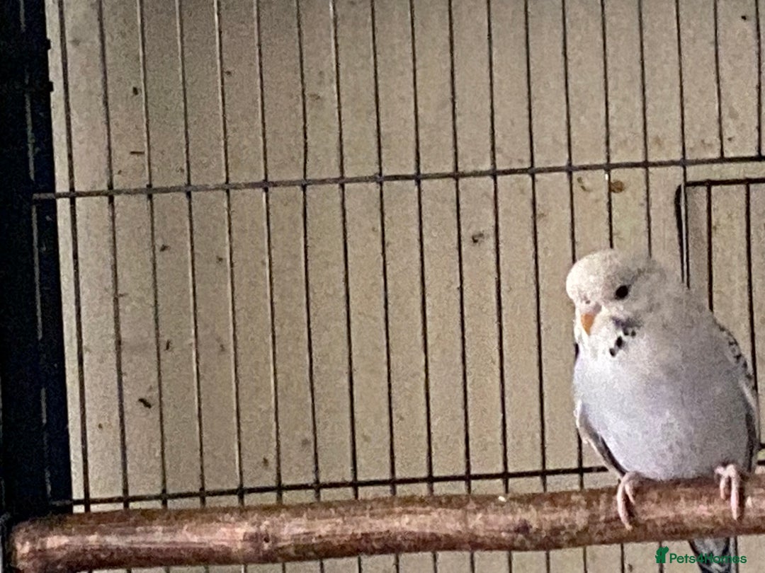 Budgerigars birds for sale: 6 Budgies  - Image 10