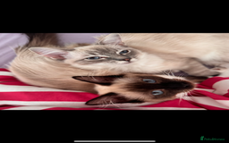 Ragdoll cats for sale: Ragdoll kittens - Image 2