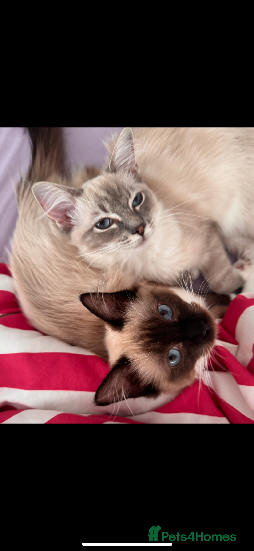 Ragdoll cats for sale: Ragdoll kittens - Image 2