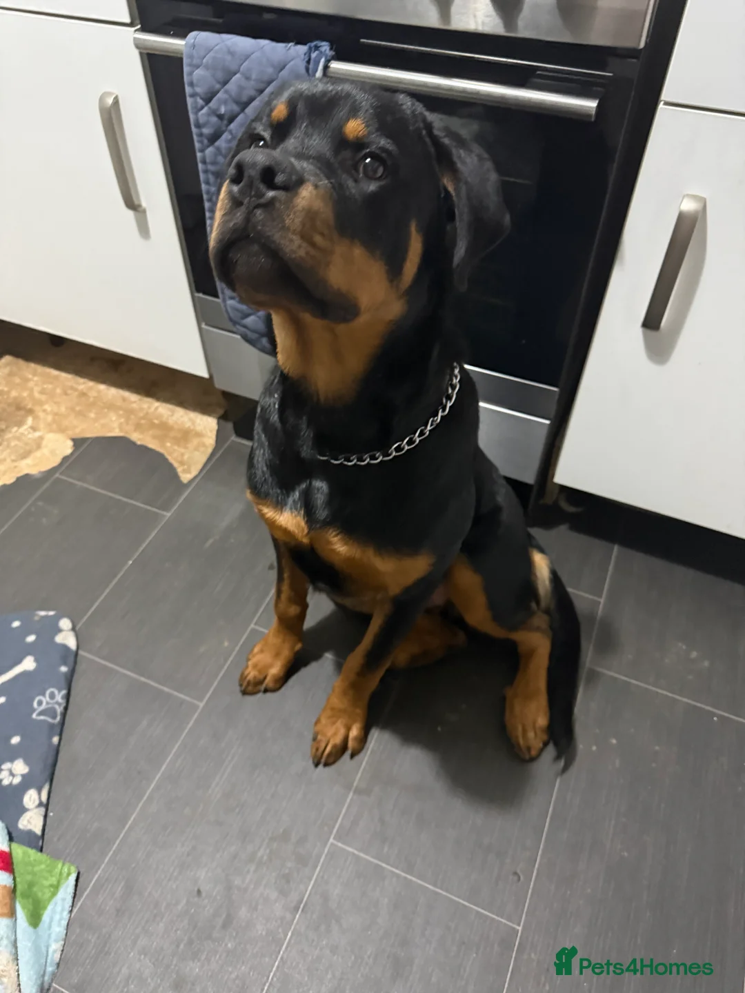 Rottweiler dogs for sale: Tank the Rottweiler  - Advert 6