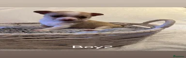 Boy 2