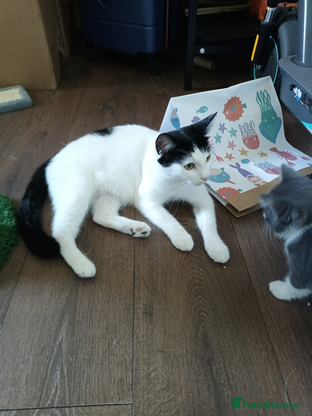 Mixed Breed cats for sale: £150 for the pair of kittens - Image 7