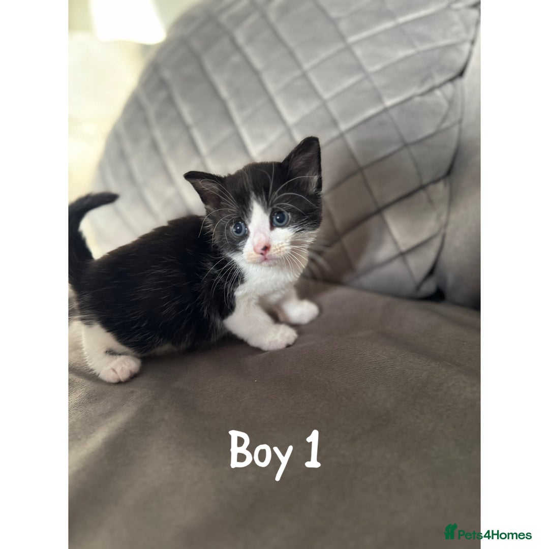 Maine Coon cats for sale: 1/4 Maincoon kittens  - Image 3
