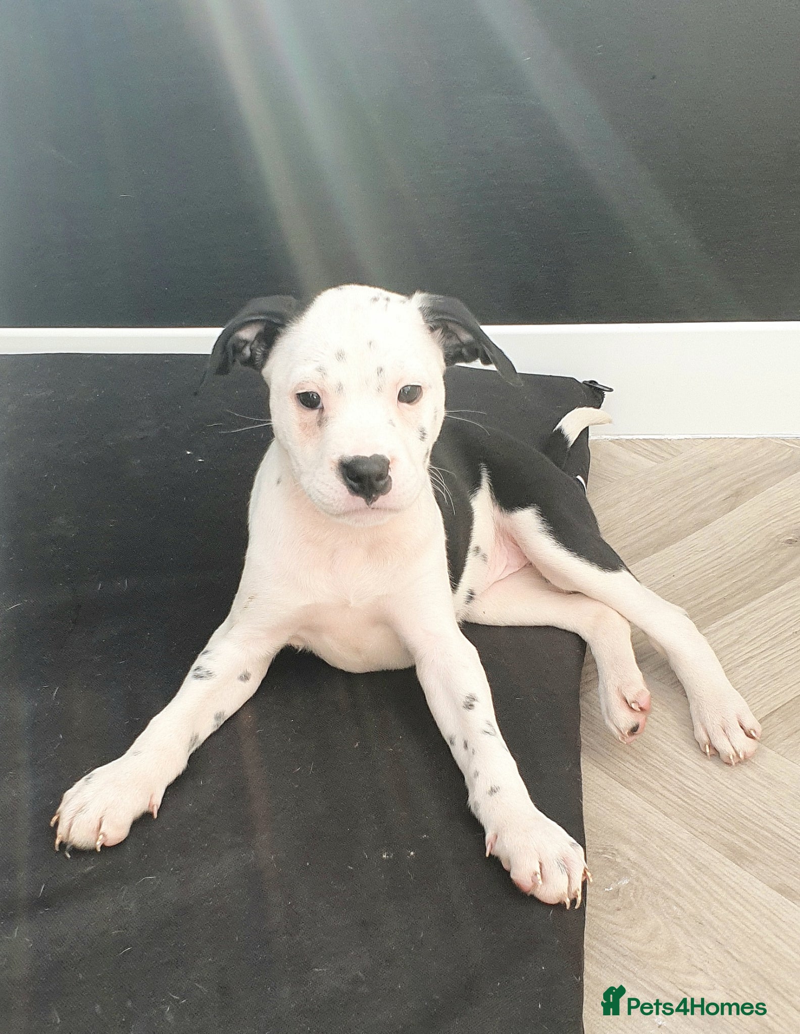 Mixed Breed dogs 5 Beautiful British cross American Staff pups - Advert 10