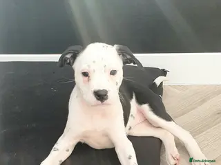 Mixed Breed dogs 5 Beautiful British cross American Staff pups - Advert 10