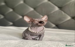 Sphynx cats for sale: Canadian sphinx kittens blue eyes girls  - Image 9