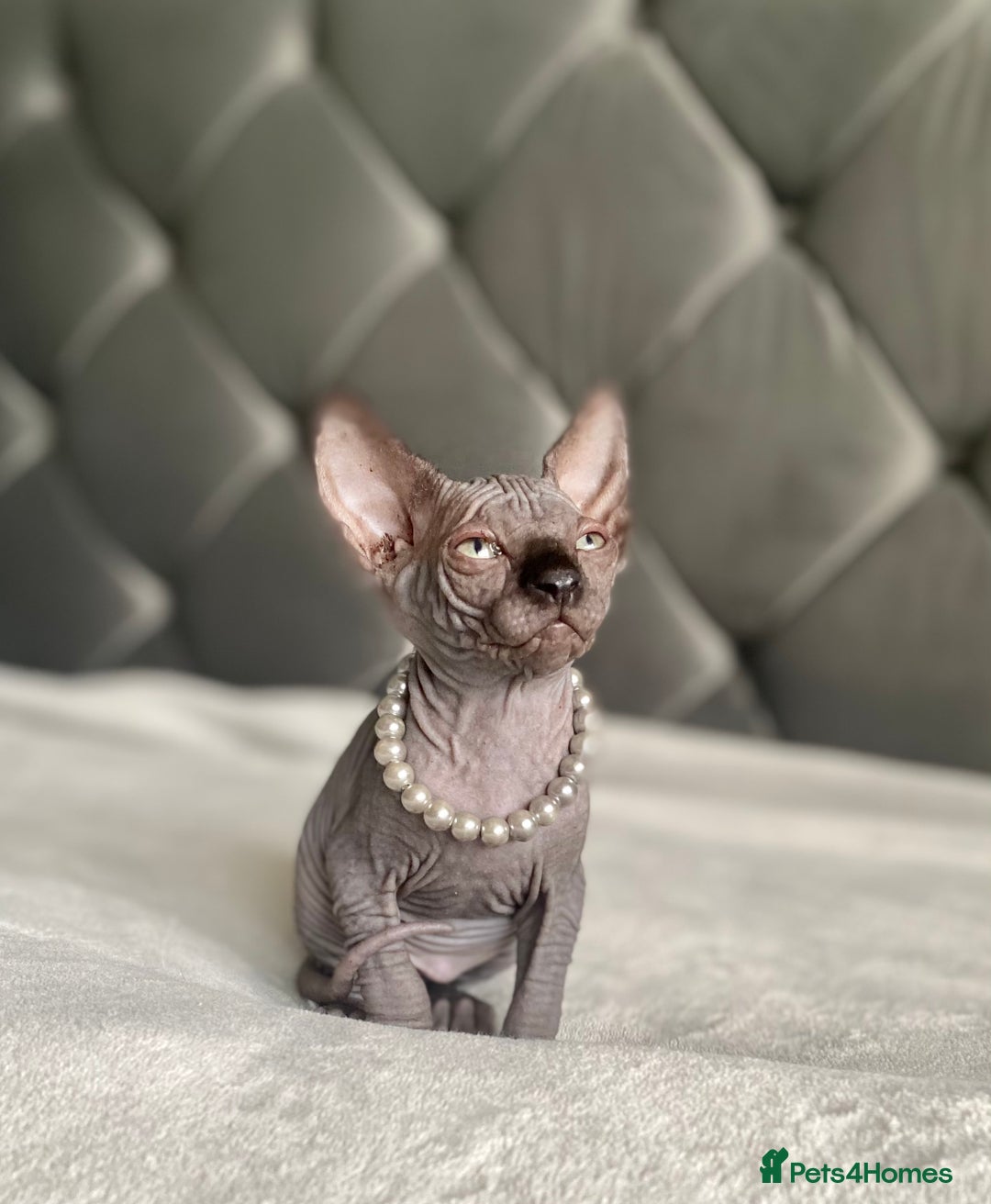 Sphynx cats for sale: Canadian sphinx kittens blue eyes girls  - Image 9