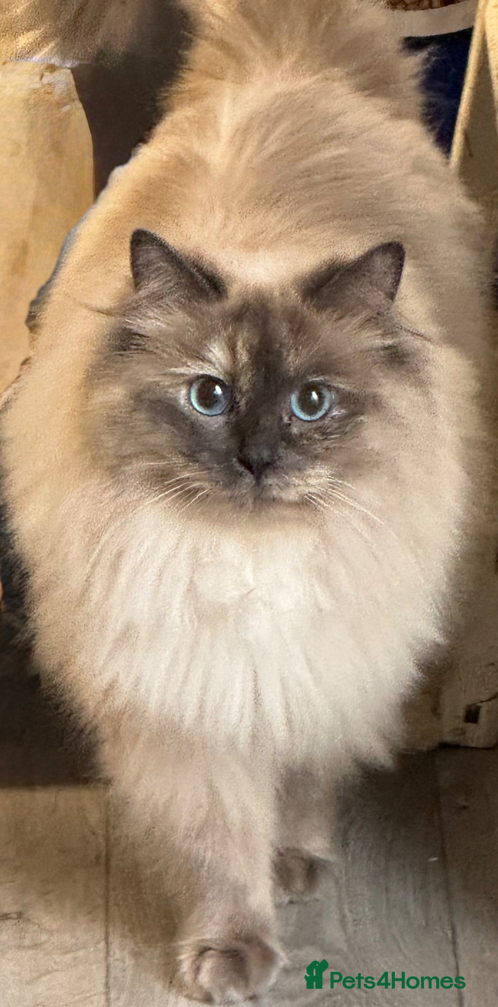 Ragdoll cats Tortoiseshell Ragdoll Cat - Advert 1