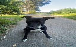 Lurcher dogs for sale: 3 year old lurcher  - Image 1