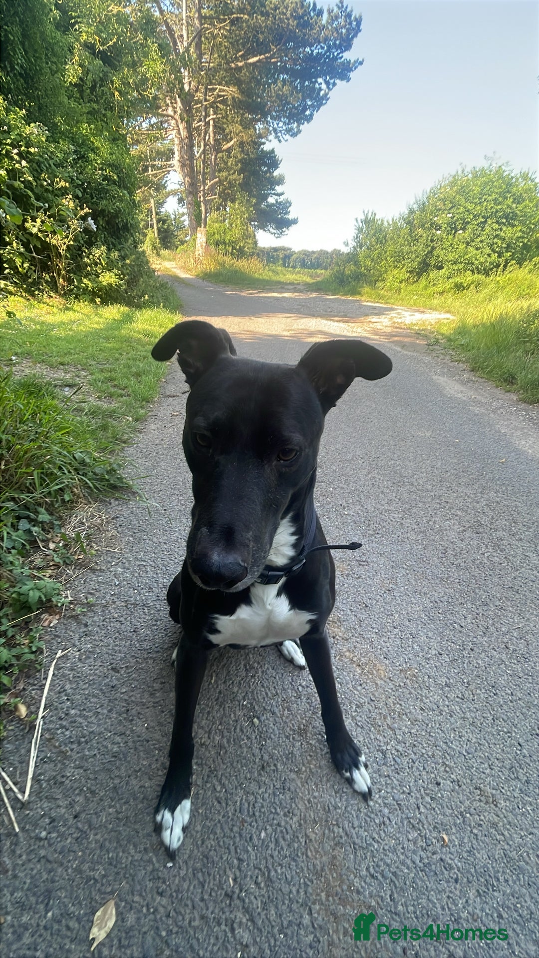 Lurcher dogs for sale: 3 year old lurcher  - Image 1