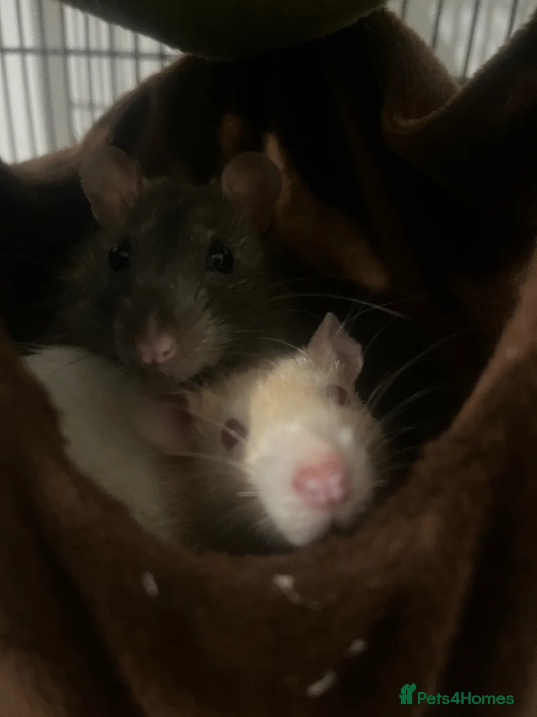 Rat rodents for sale: rats with full cage setup everything u need  in Warrington - Advert 2