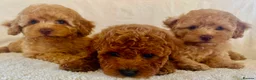 Toy Poodle dogs for sale: Toy poodle puppies  in Wakefield - Advert 7