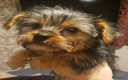 Yorkshire Terrier dogs for sale: Mini Yorkshire terrier  - Image 2
