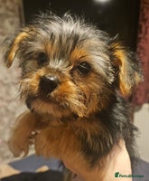 Yorkshire Terrier dogs - Advert 1