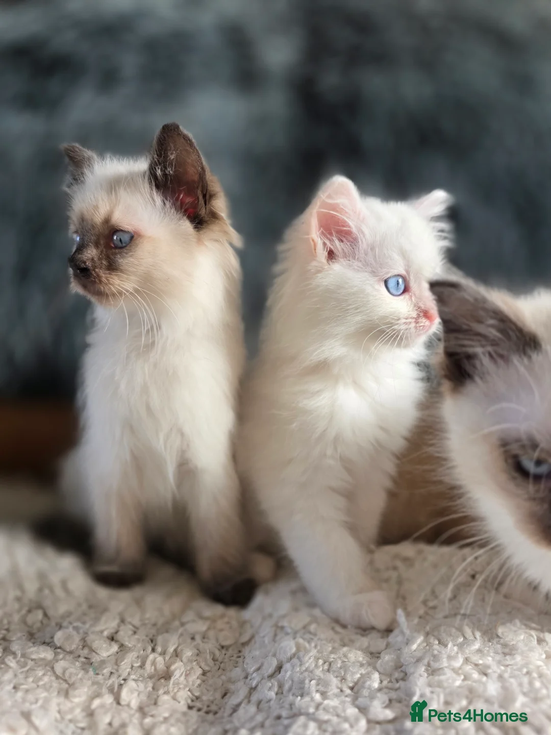 Ragdoll cats for sale: Quality Ragdoll Kittens - Advert 3