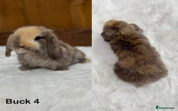 Mini Lop rabbits for sale: Purebred Harlequin Mini Lop Babies  - Image 4