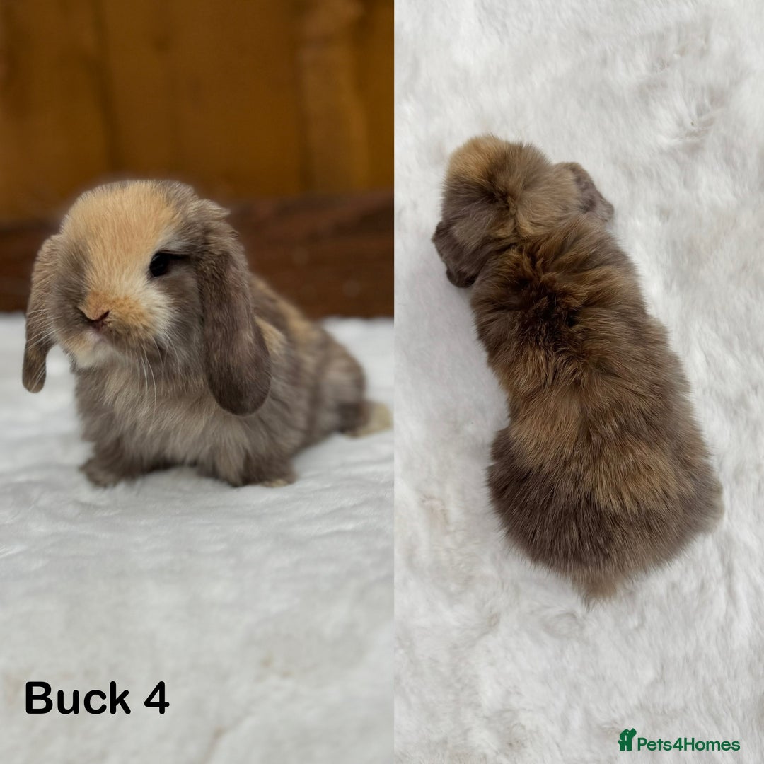 Mini Lop rabbits for sale: Purebred Harlequin Mini Lop Babies  - Image 4