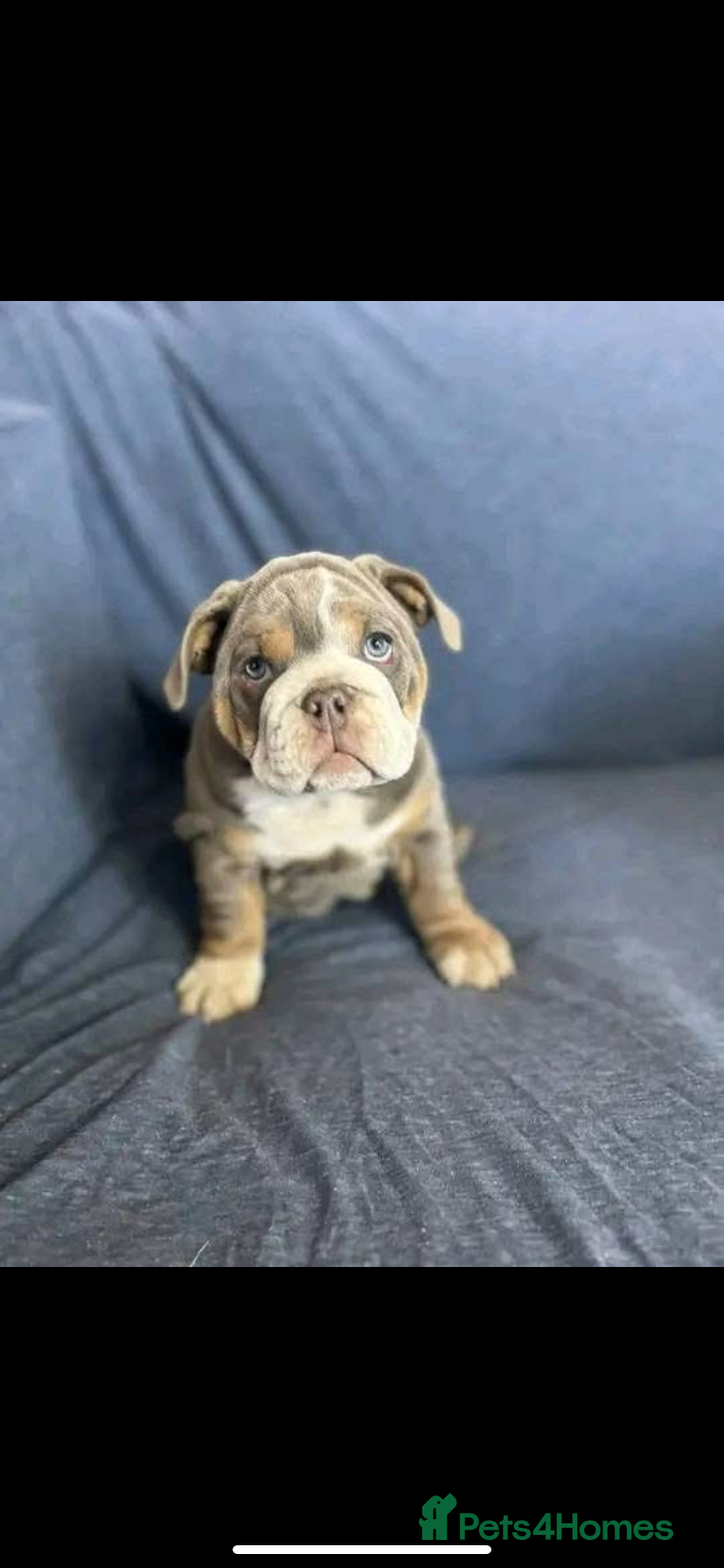 English Bulldog dogs Bulldog puppys in Trimdon Station - Advert 1
