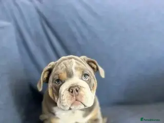 English Bulldog dogs Bulldog puppys in Trimdon Station - Advert 1