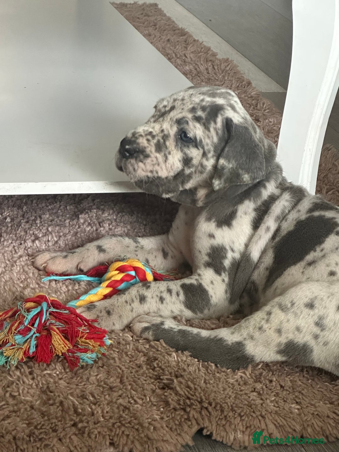 Great Dane dogs for sale: KC registered blue Great Dane puppies - Image 18