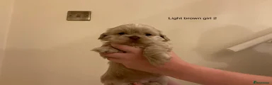 Shih Tzu 3
