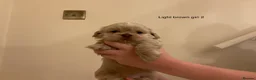 Shih Tzu dogs for sale: 5 beautiful Shih Tzu puppies in Sheffield - Advert 8