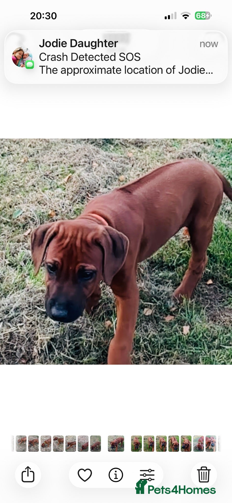 Rhodesian Ridgeback dogs 5 Star Council Registered Breeder         - Advert 2