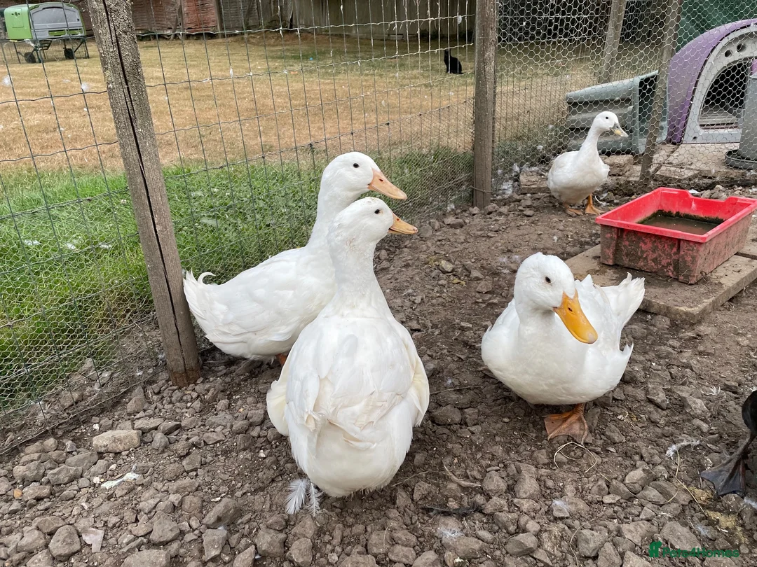 Ducks poultry for sale: x4 white ducks hatched just after Easter 2026  in Berkhamsted - Advert 2