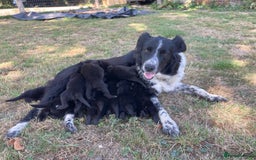 Borador dogs for sale: Beautiful Collie x Labrador Puppies - Image 3