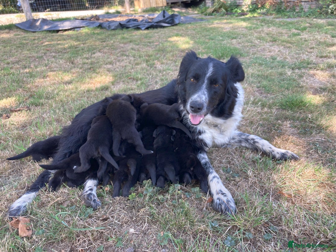 Borador dogs for sale: Beautiful Collie x Labrador Puppies - Image 3