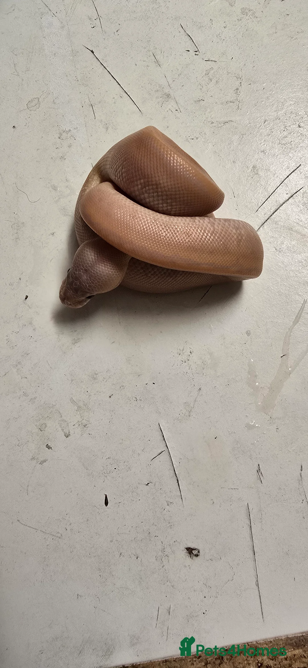 Python Snake reptiles for sale: Various Ball Pythons in Wellingborough - Advert 26